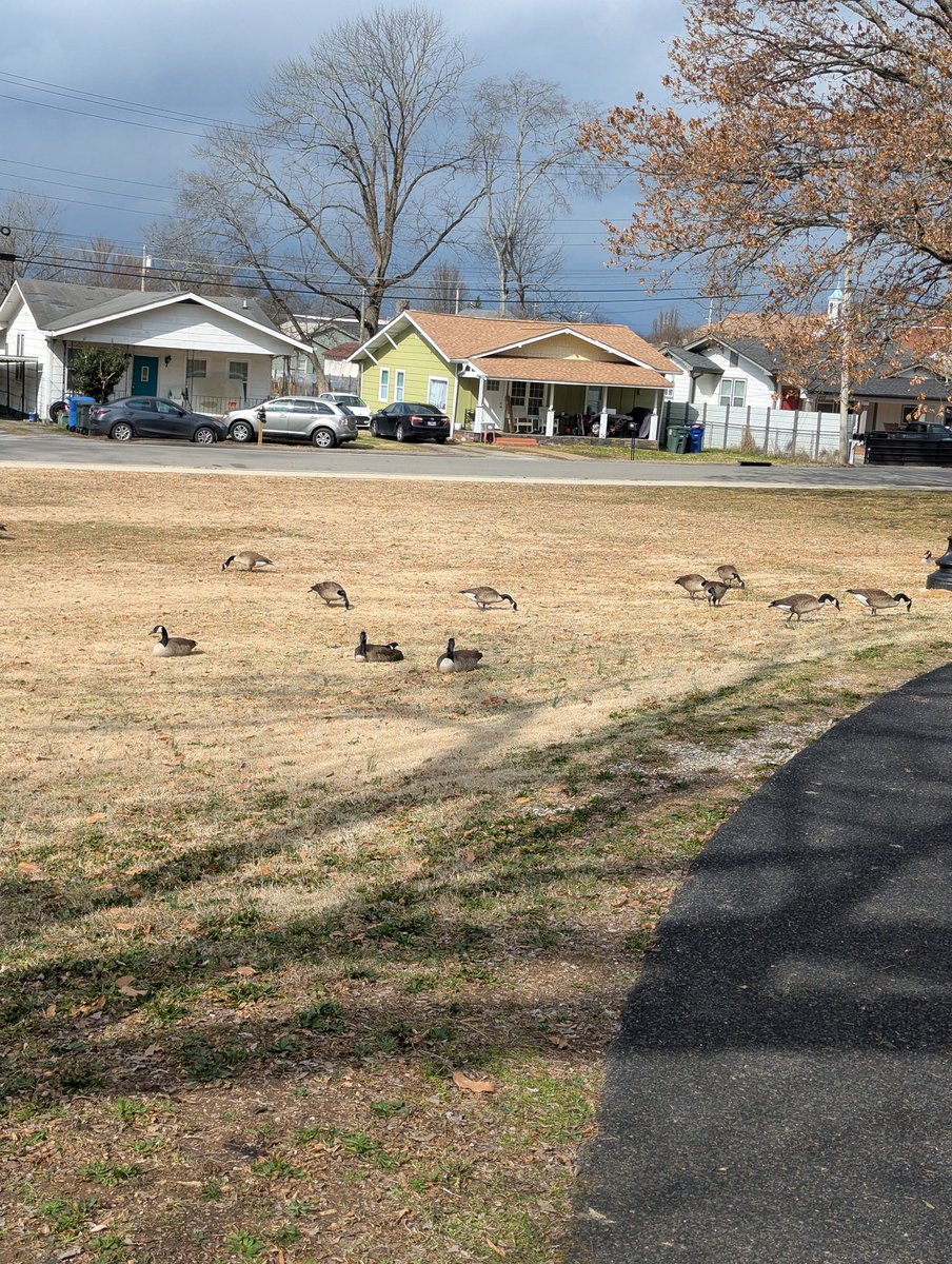 crferrie's tweet image. Met up with a couple of local community members and cleaned up our streets this morning! I think the ducks and geese will be happy all of this litter is now gone! #sustainableactions #neighbourhoodcleanup #BeB3TR