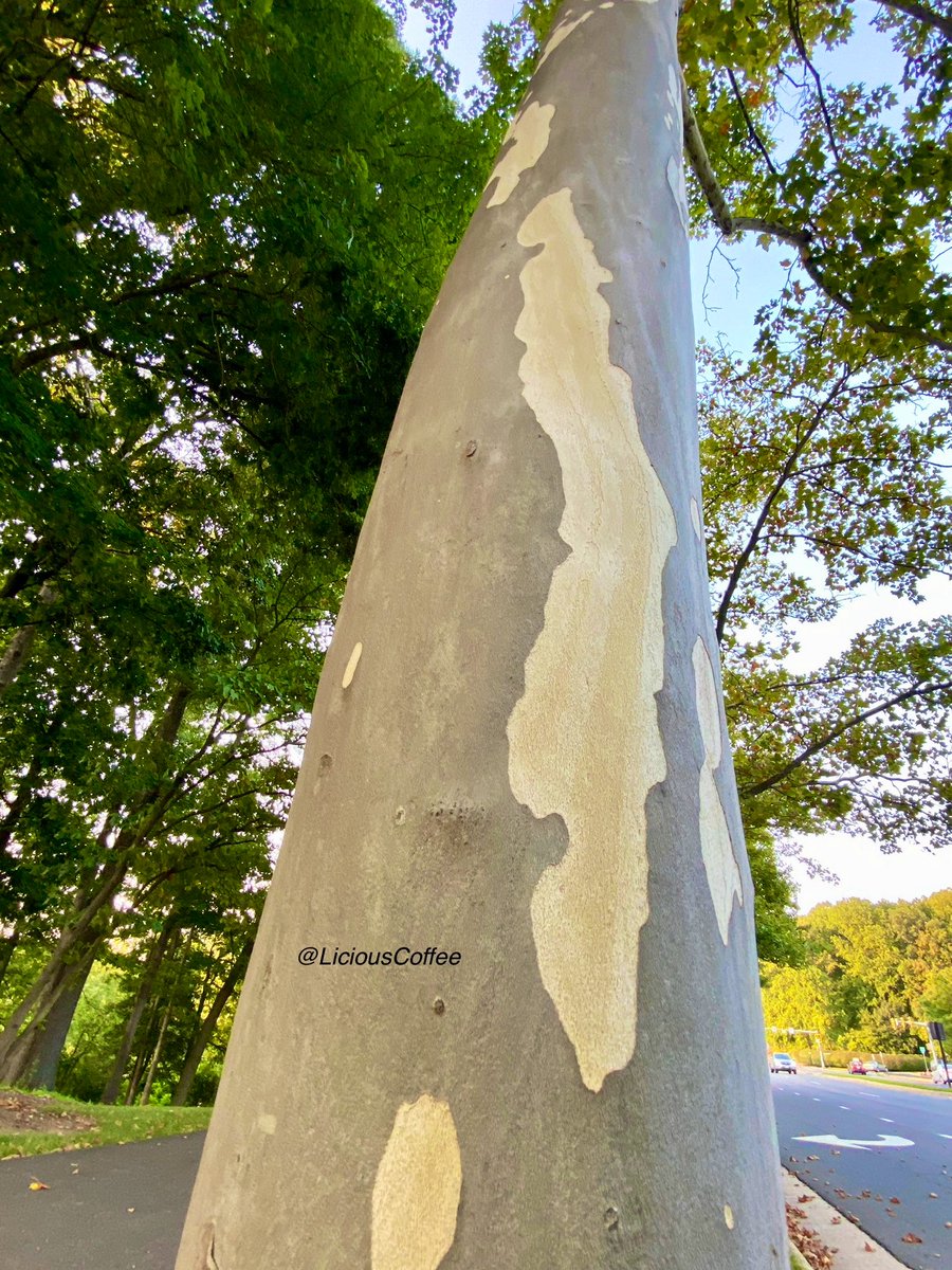 LiciousCoffee's tweet photo. 😍It’s #Saturday & the #Tradition continues until FOREVER
Last week—we saw👸🏽🌳(pic 4) #AnitaBaker #Songstress
Today—3rd Generation—A🌳Blueprint of *Denise (The Niece)
@IAMANITABAKER Imatation is the highest form of flattery
🥰My #tree interpretation 4
#AnitaBakerSaturdays 👸🏽🙌🏽 https://t.co/2AGZ6HYIPY