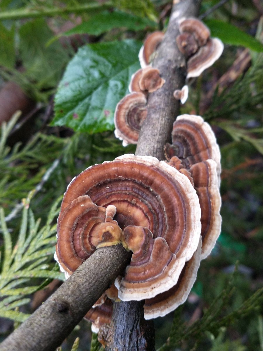 SewellLeigh's tweet photo. That turkey tail just doesn't want to let go 😊 #hotsticksaturday #fungi #nature #wildlife #SaturdayMorning #thephotohour https://t.co/Fjs5Y5KZwN