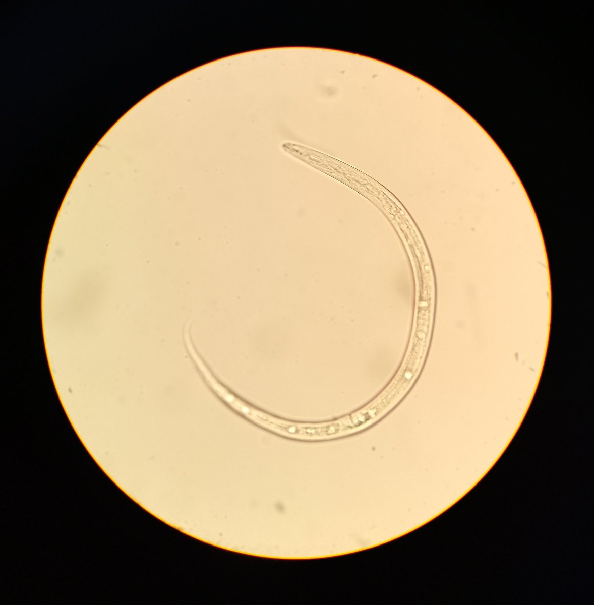 Guillermo Perichi tweet media