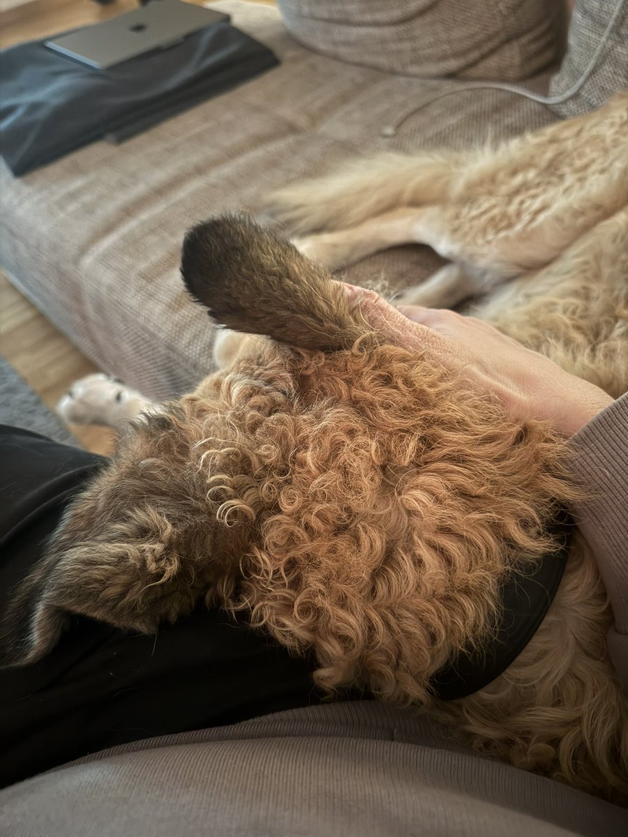 csommer's tweet image. We Need more #DogContent