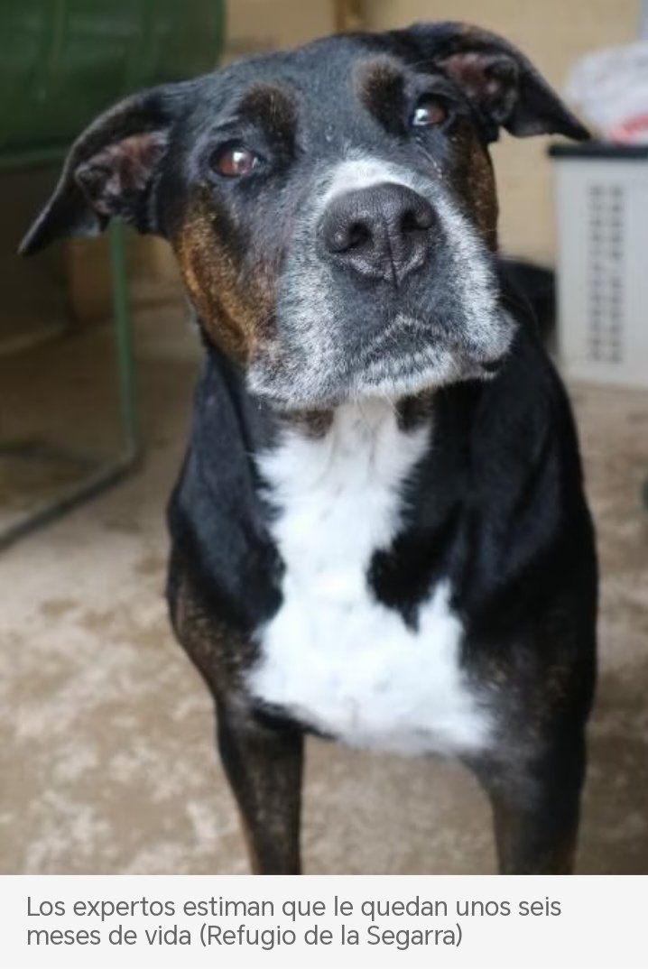 Olga03471239's tweet image. 🆘️😪NOA busca un hogar donde pasar sus últimos días 💔. Tiene 7 años y ha sido diagnosticada con un tumor maligno inoperable en la cavidad nasal y no creen que viva más de 6 meses 😥. Está en el Refugi #Cervera #Segarra a #Lleida. Contacto ☎️ 680164015 🙏 #PorFavor