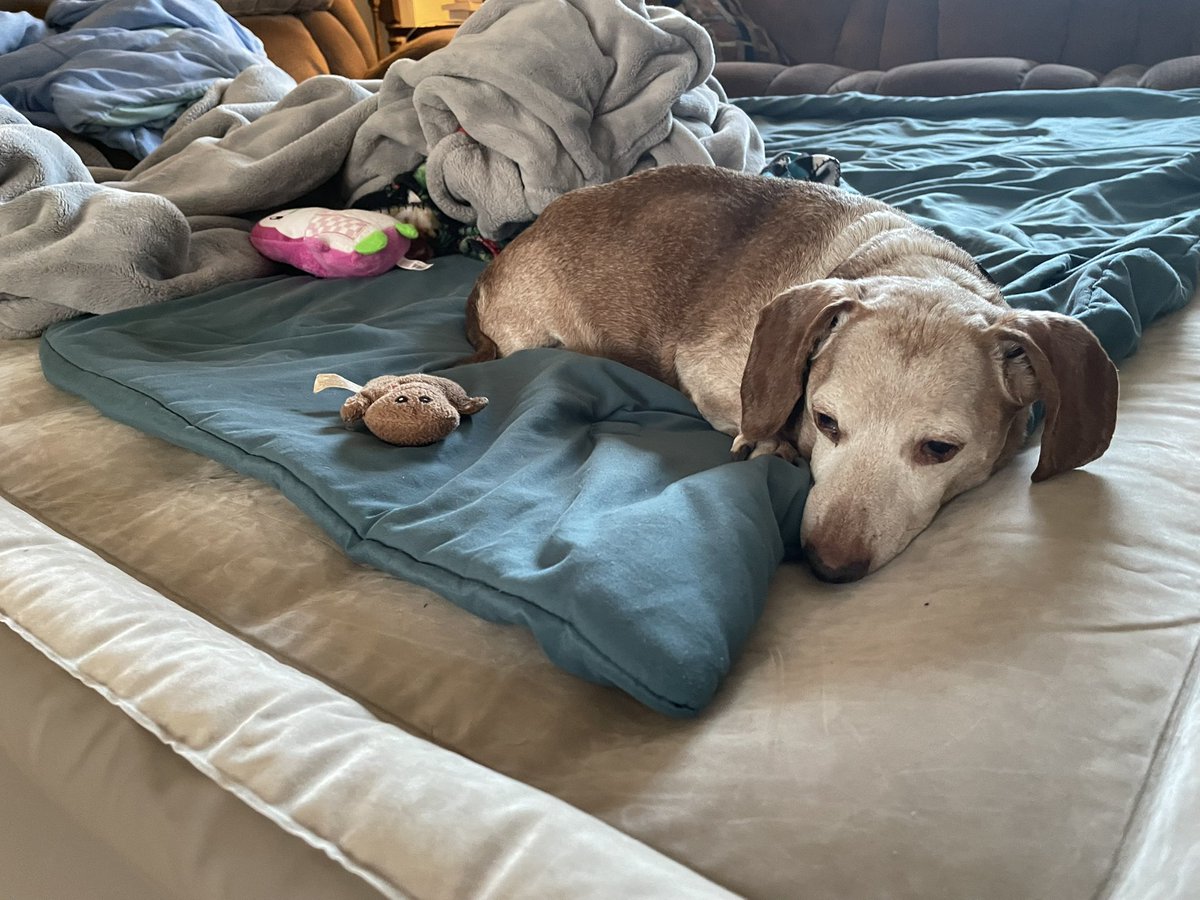 ronwatson13's tweet photo. @buitengebieden My sweet boy, Goldy ❤️❤️ https://t.co/HucV52QWjx