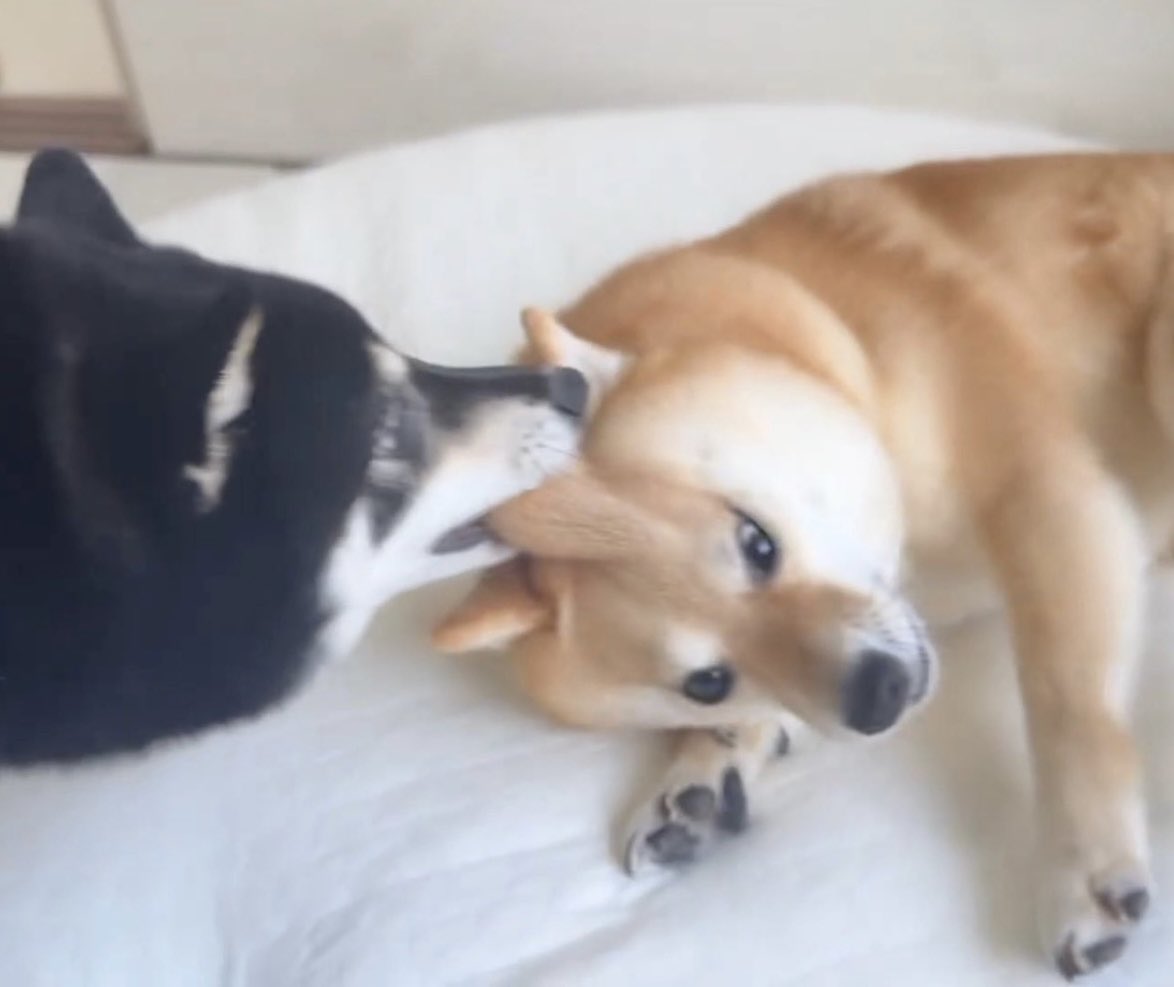 実はヅラ🦊疑惑があったので確かめてみました🤣