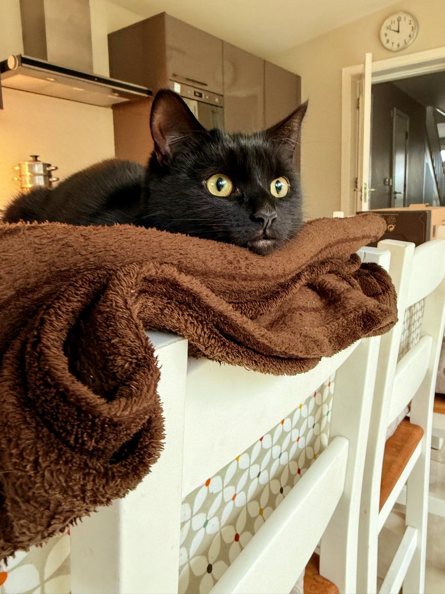 brendandonlon's tweet image. An accumulation of #cat pics from this week featuring #Luna for #caturday - she determined that today was a day of highly motivated napping, given the yucky weather... #CatsOfTwitter #blackcat 🐈⬛