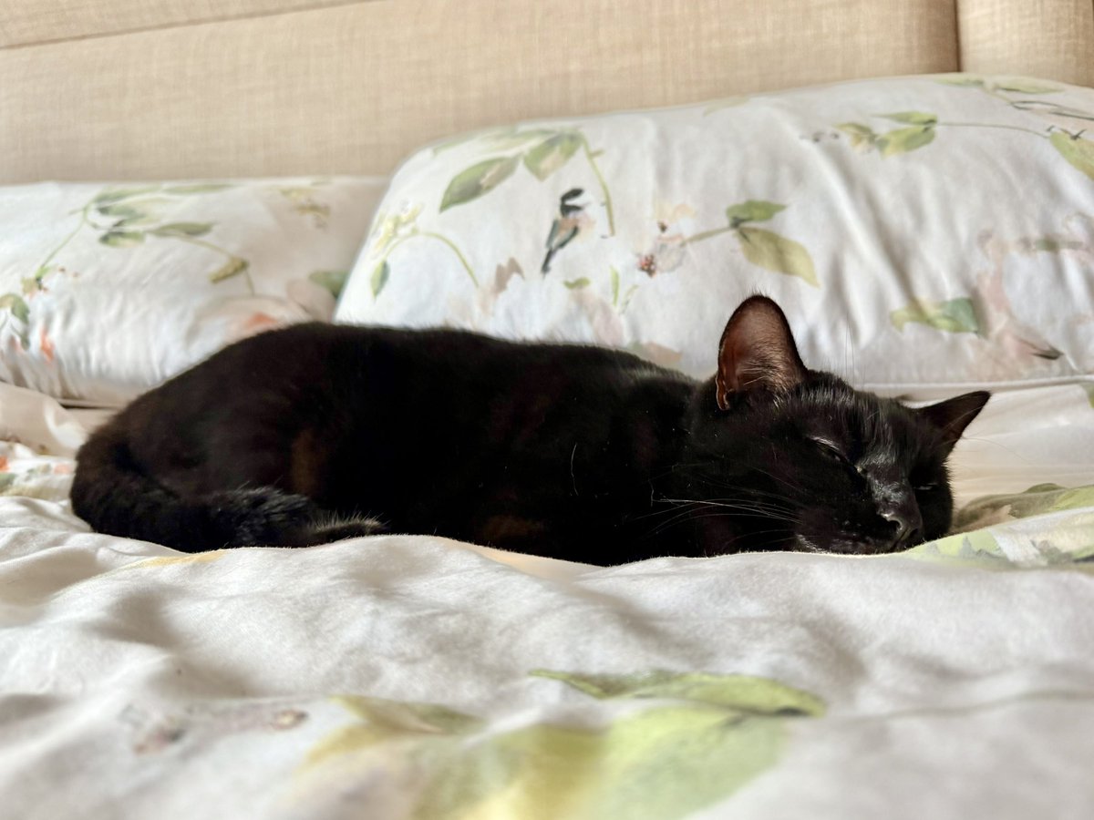 brendandonlon's tweet image. An accumulation of #cat pics from this week featuring #Luna for #caturday - she determined that today was a day of highly motivated napping, given the yucky weather... #CatsOfTwitter #blackcat 🐈⬛