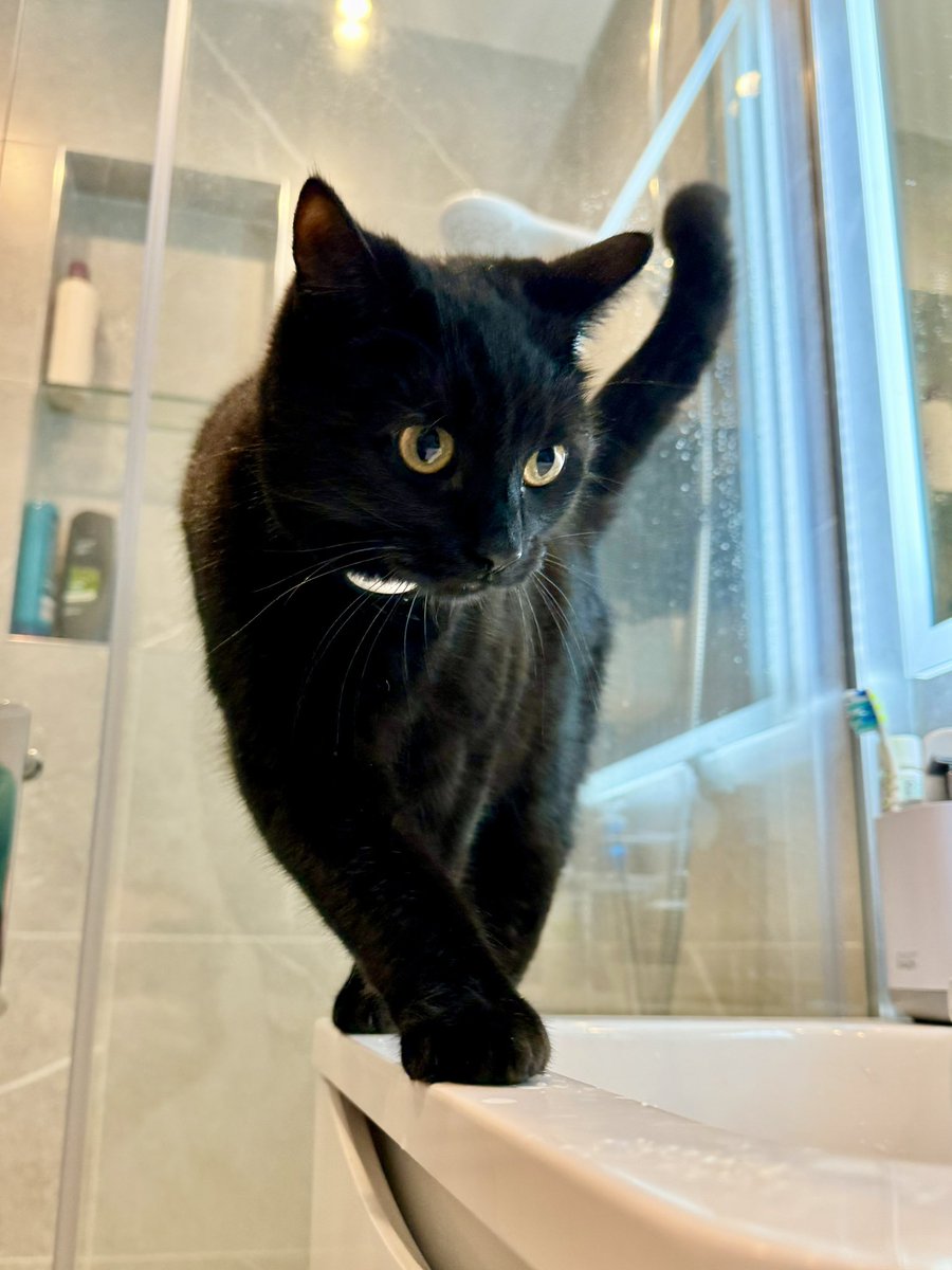 brendandonlon's tweet image. An accumulation of #cat pics from this week featuring #Luna for #caturday - she determined that today was a day of highly motivated napping, given the yucky weather... #CatsOfTwitter #blackcat 🐈⬛
