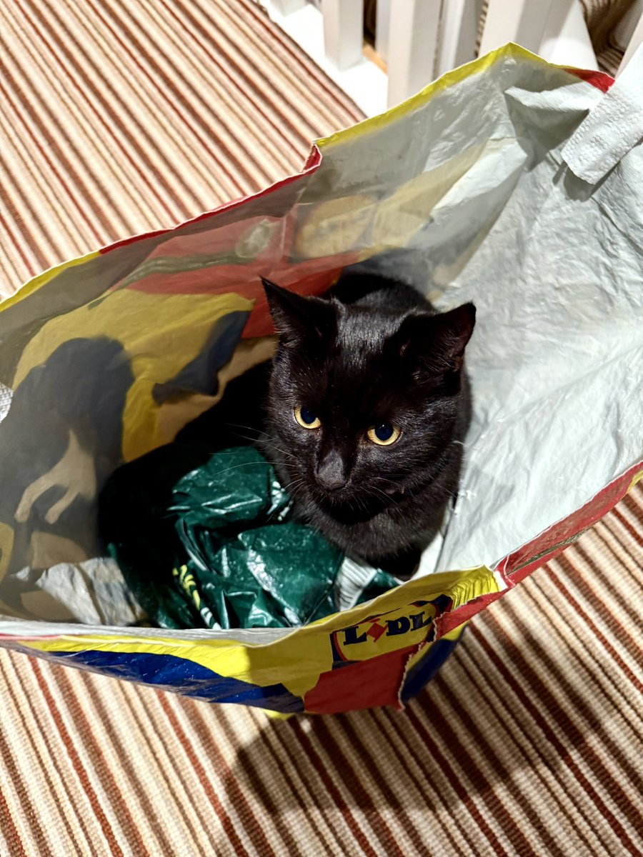 brendandonlon's tweet image. An accumulation of #cat pics from this week featuring #Luna for #caturday - she determined that today was a day of highly motivated napping, given the yucky weather... #CatsOfTwitter #blackcat 🐈⬛