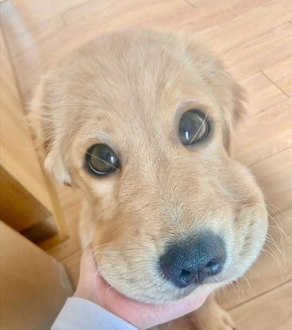 lanuarii 🐈‍⬛ tweet media