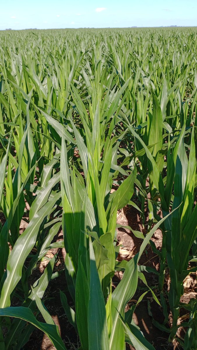 Ten days ago, the new corn ( replanted after hail storm destruction of the first one  ) was looking promising....we will never have to quit .....