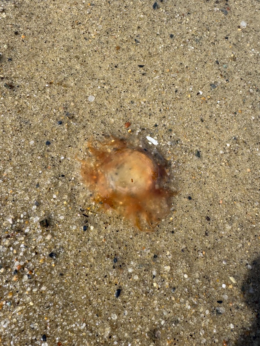 poppywatersa's tweet image. Lions Mane Jellies are emerging in Popponesset Bay. Signs of spring before the snow @ericfisher