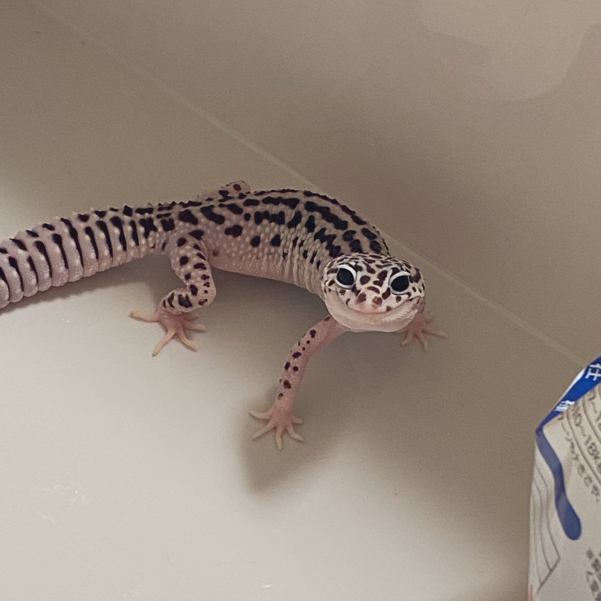 ＼ ごはんでしょうか？じぶん、まてます ／