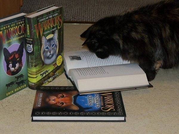 spottedscourge's tweet photo. cats reading warrior cats https://t.co/1IvQimOQVa