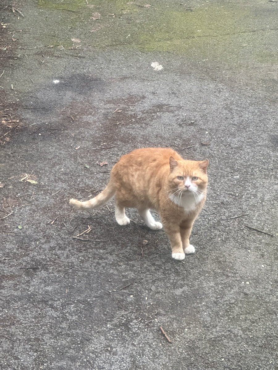 JesseandGiz15's tweet photo. Garfield our most big handsome stray has returned after being awol for a few months . Glad to see him back . Now regularly visiting 2-3 times a day for food, fuss and nip 🌱🧡❤️ https://t.co/M5knk88yyJ