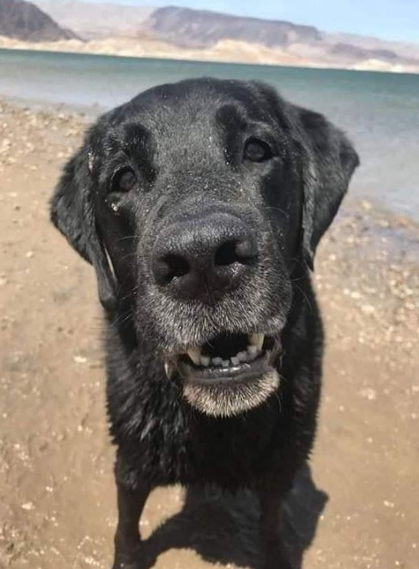 TweeetsOfDogs's tweet image. Old dog should not be abandoned, Old dog need love 🙌🏻.