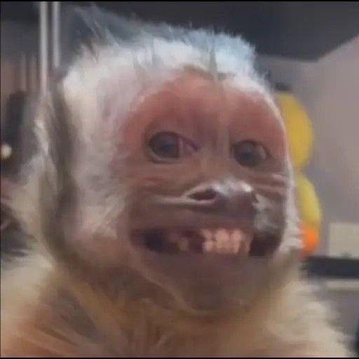 rivers as monkeys (@riversmonkeys) on Twitter photo 