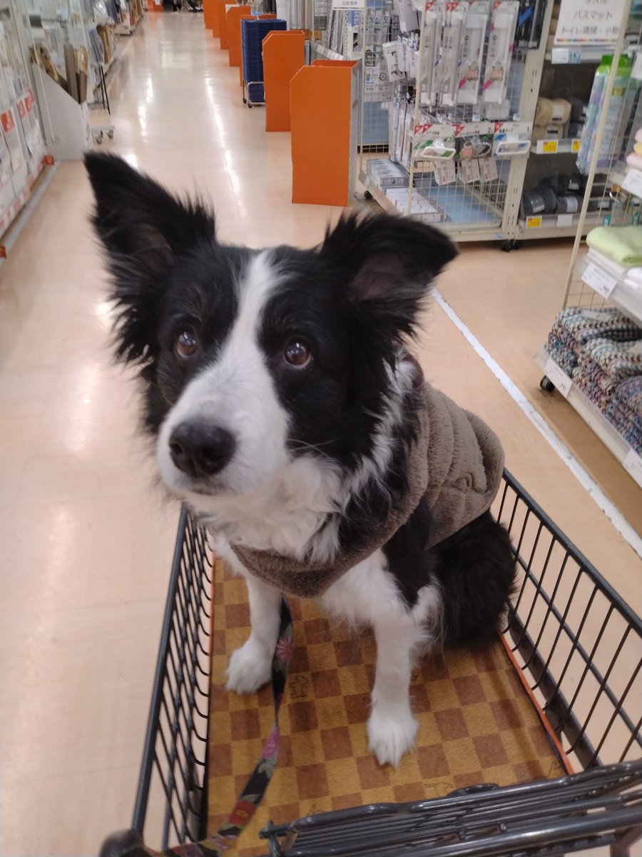 BorderCollieFeb's tweet photo. たくさん遊んでもらった最近の週末♡
幸せだぁ😁感謝🙏

&amp;　初 on the カート！ https://t.co/8Wbjjw7SuA