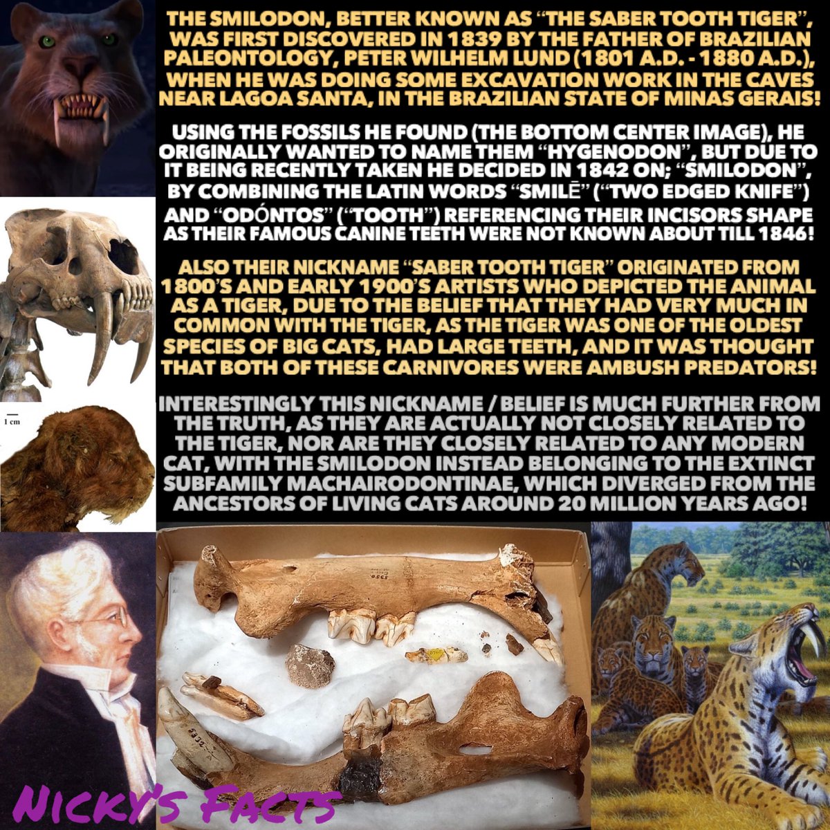 NickysFacts's tweet photo. The Smilodon truly are the perfect cats for people who are non cat lovers!😄
#Brazil #JurassicWorld #SaberToothTiger #Paleontology https://t.co/nhhjibECw4
