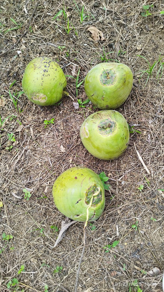 eman_dilu's tweet photo. Sarap ng buko. https://t.co/wWG3xxc1V6
