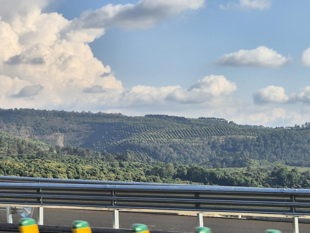 Se dice que el aguacate es el oro verde, pero sería mucho más verde, y más oro, sin deforestación.