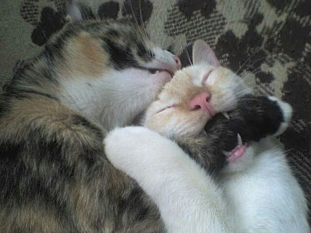 cat archives tweet media