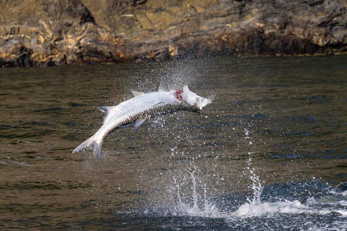 Poons on the cliffs...Take me back! #Trinidad #TarponFishing #TrinidadTarpon