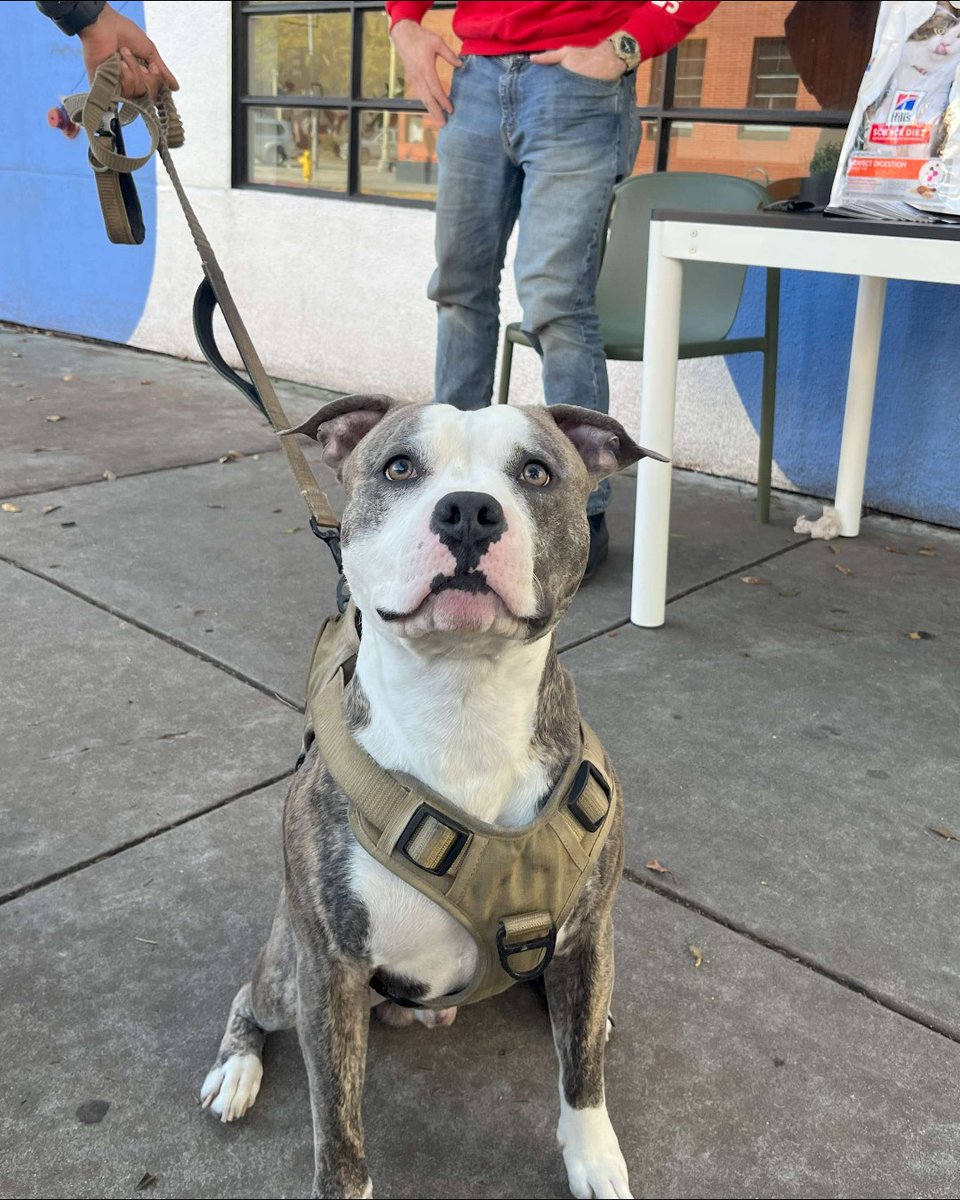 SPCA International tweet media