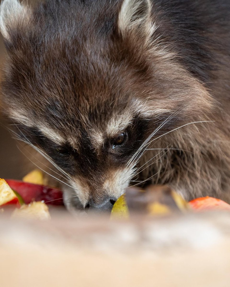 FOUR PAWS Australia tweet media