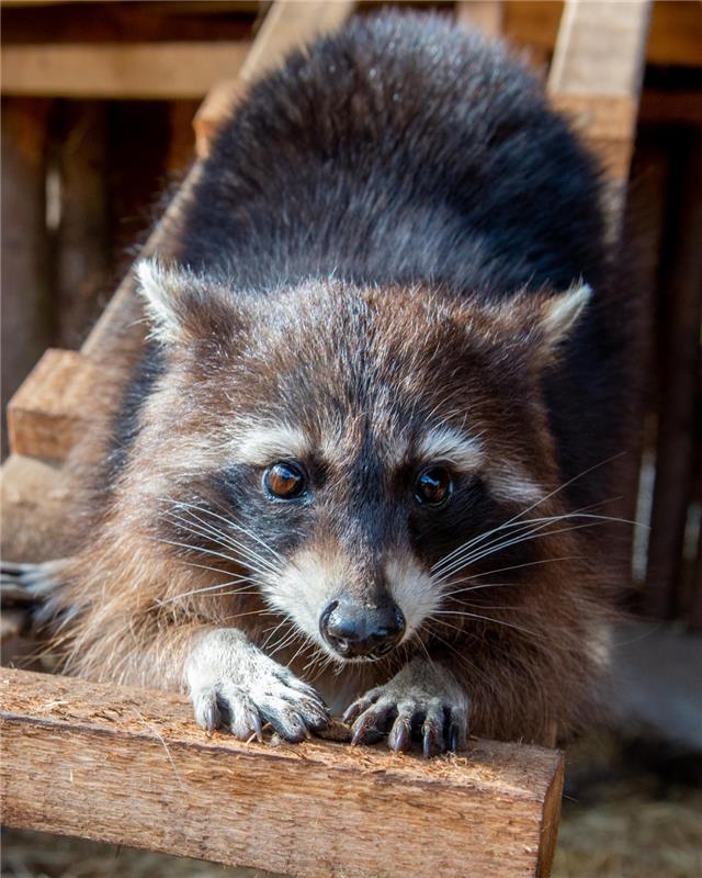 FOUR PAWS Australia tweet media