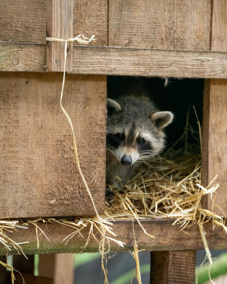 FOUR PAWS Australia tweet media