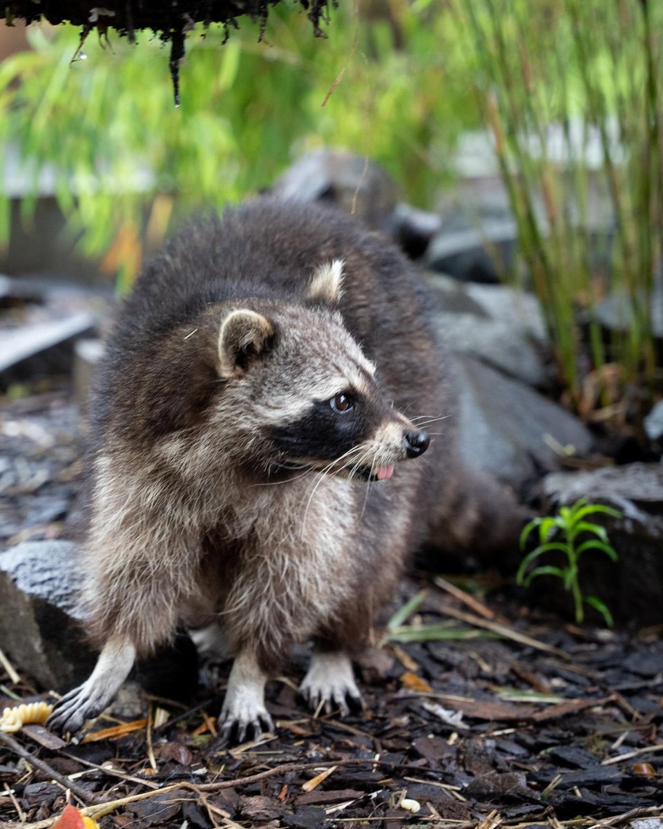 FOUR PAWS Australia tweet media