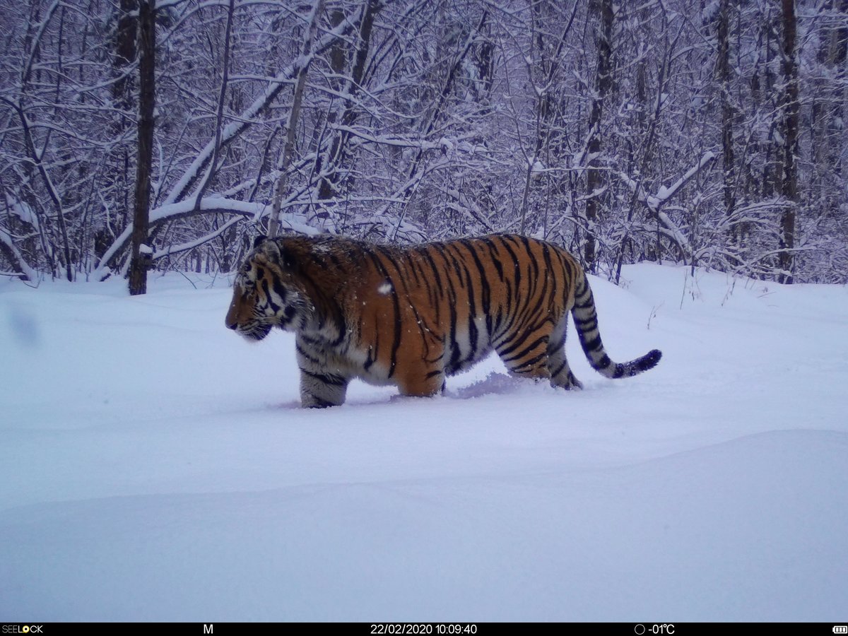 trailcam (@trail_cams) on Twitter photo 