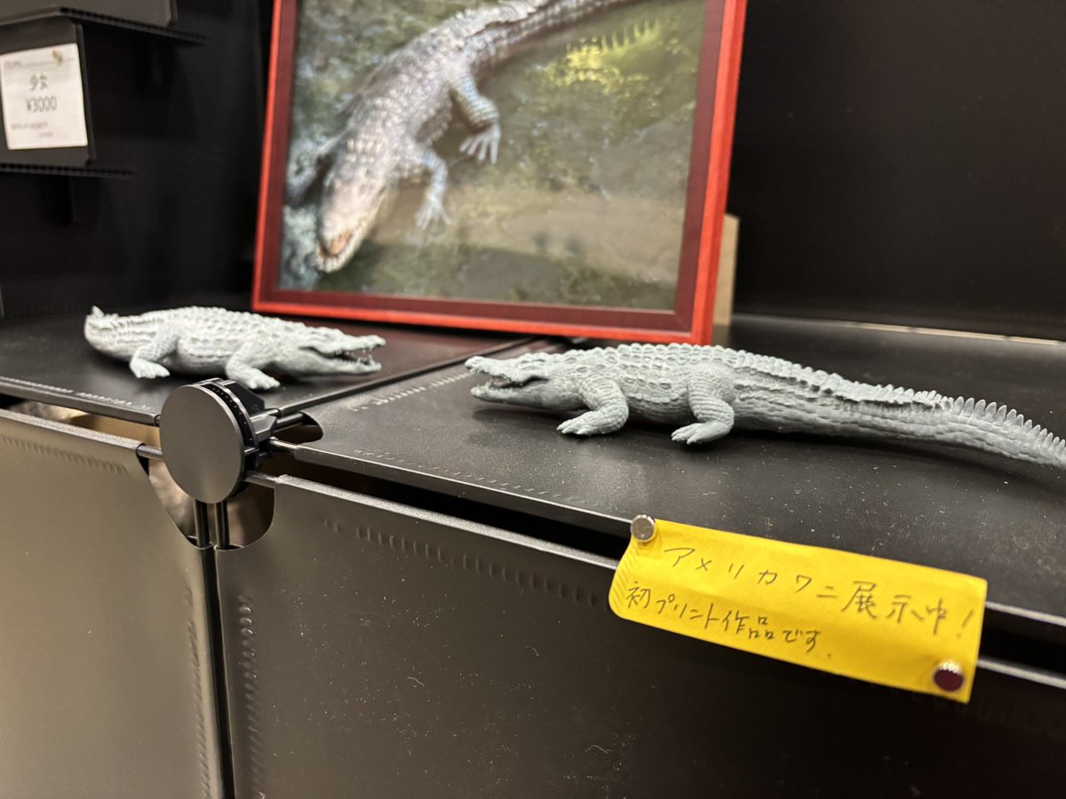 kogata_peng's tweet image. お待ちしております！
友人のアメリカワニもいます🐊。