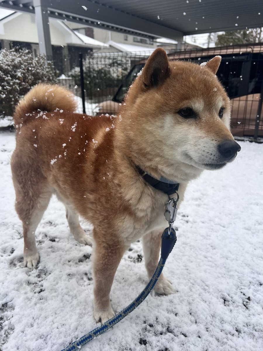 Yuccas4's tweet photo. #雪
#柴犬
#柴犬のいる暮らし https://t.co/7TavIWrRp3