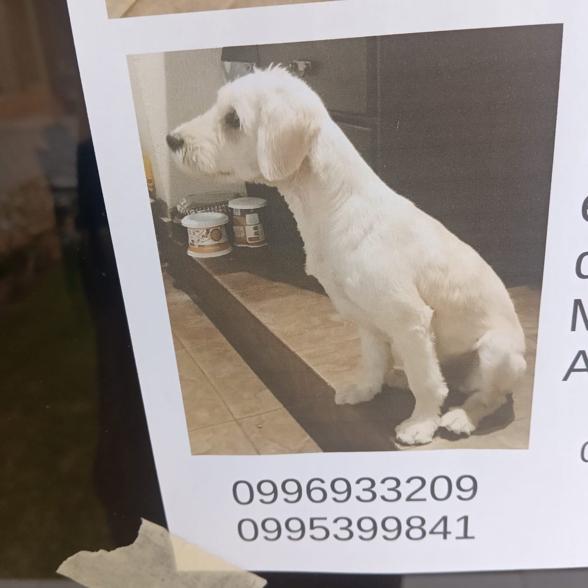 munecamarce's tweet photo. 📢PERDIDA 📢
Perrrita encontrada en El Inca-Quito.
Buscamos a sus dueños.
Contactos en las fotos.

RT por favor
@maferita99
@abcorderoc @acastropiedra @ACampanaRemache https://t.co/NO6YWUZMzr