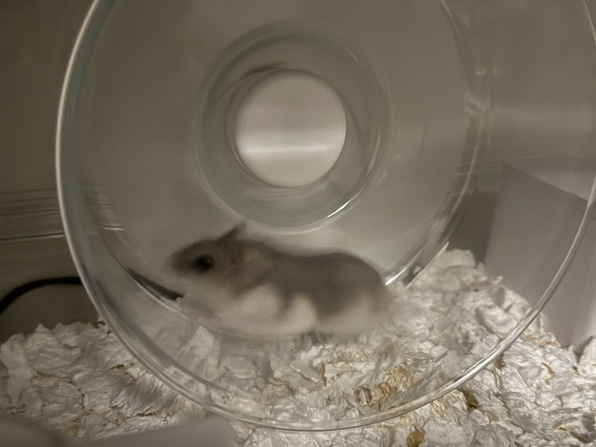 MikuriHaim's tweet photo. 疾走感溢れる新しい家族🐹

とろさばちゃん https://t.co/BbiUXwZKR3