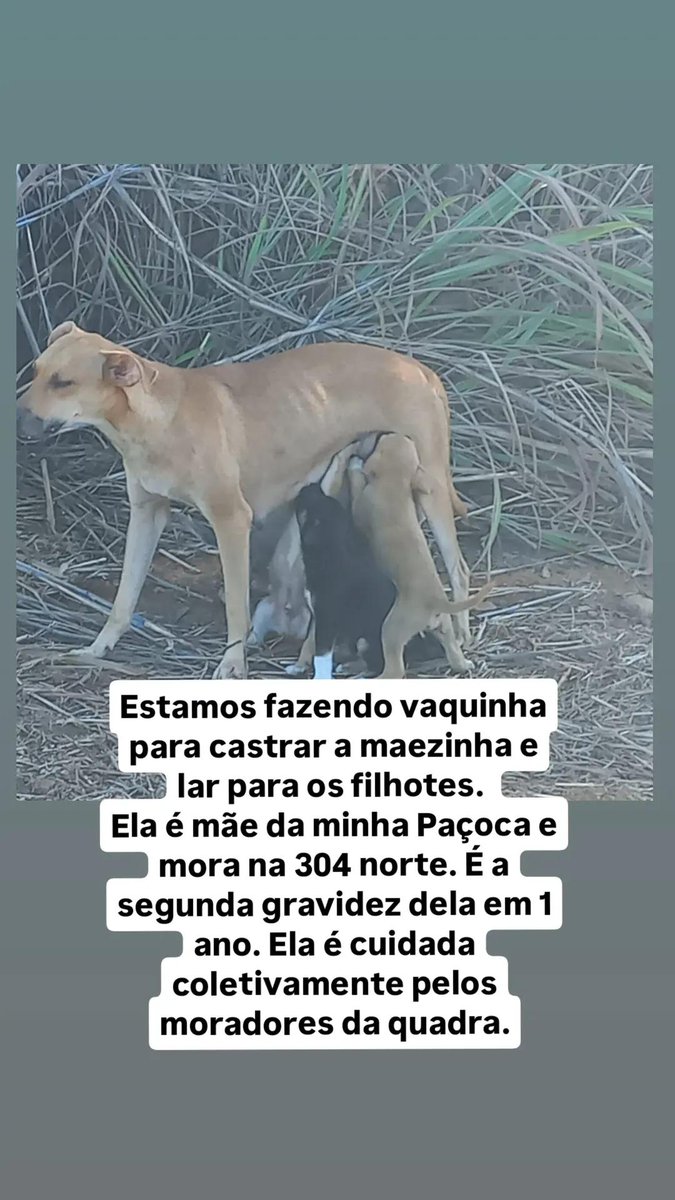 AdelaideGFranco's tweet photo. Pessoal, há uma doguinha que vem sendo cuidada coletivamente na minha quadra. Solicito RT do bem para as ações de adoção e castração 👇 https://t.co/dAVMRb73LV