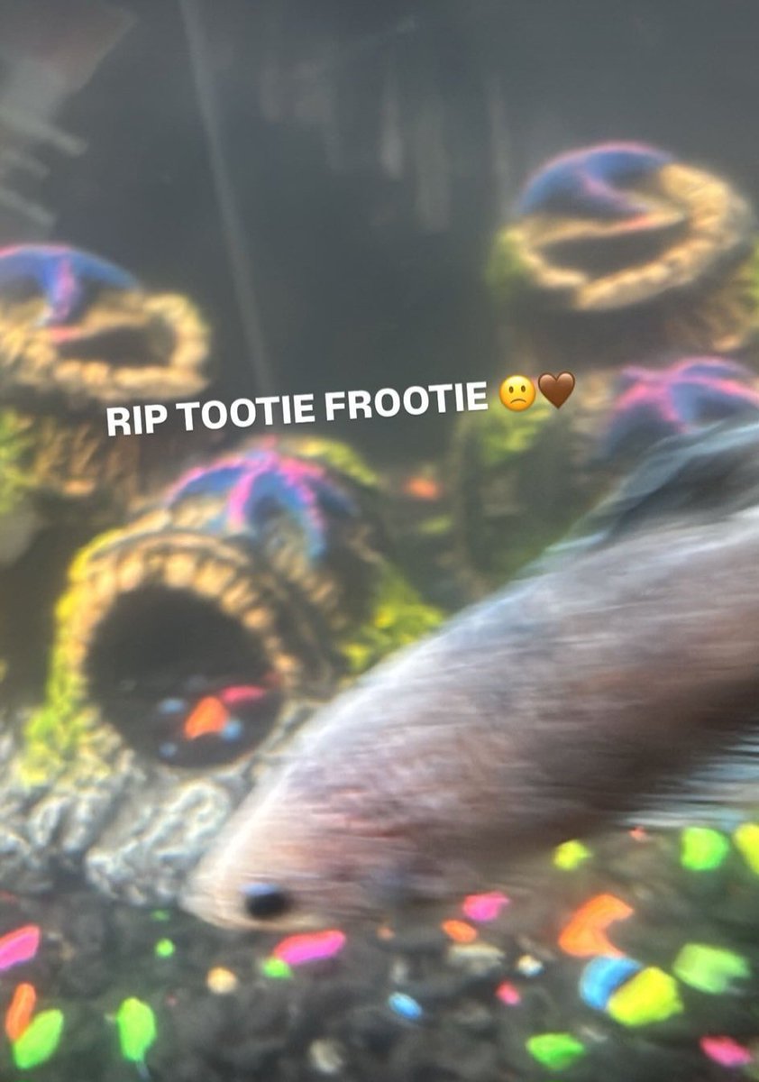 RamenEater777's tweet image. eating fried rice in the name of tootie frootie he would of liked that #rip #goat #findingnemo