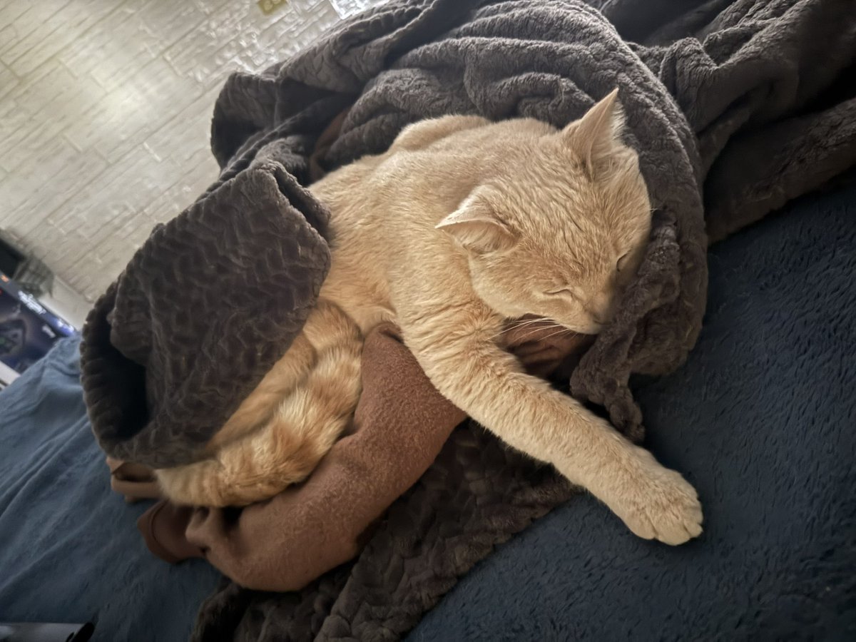 palomarascon's tweet photo. ¿Algún día se les deja de hacer sesión de fotos a sus gatos? 🥰 https://t.co/KEkHunagWQ