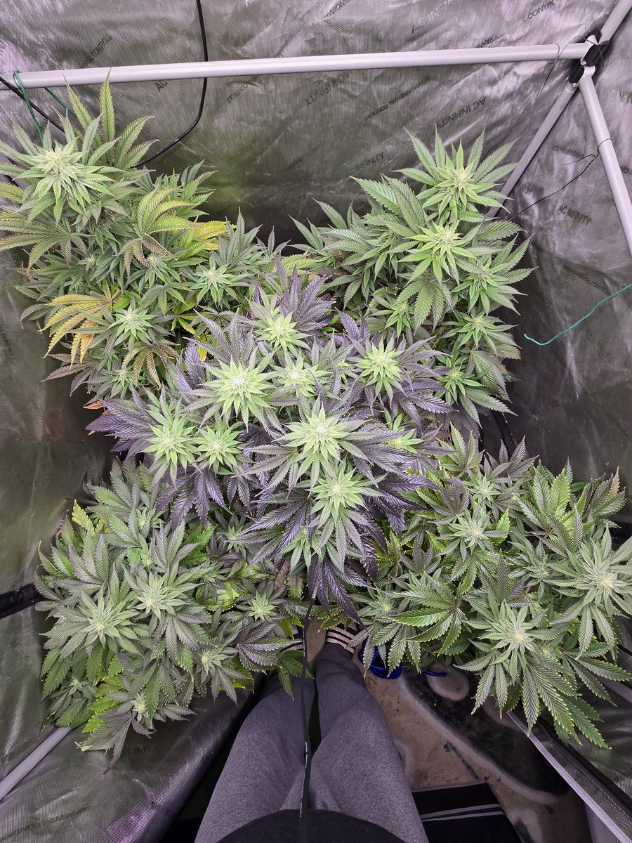 MNGrowin's tweet photo. Update from the @AcInfinityInc 4x4. Day 33 for the 5 PCLs by @NectarBeans. Stacking nicely. Might move them to the 5x5 for a little extra room. ๐๐ https://t.co/ZWY1paA8ai