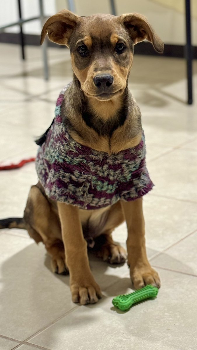 MauricioVgaR's tweet photo. Y si adopto otro perrito?? 🤭Milton podría sentirse solito https://t.co/GH1NOhdF5W