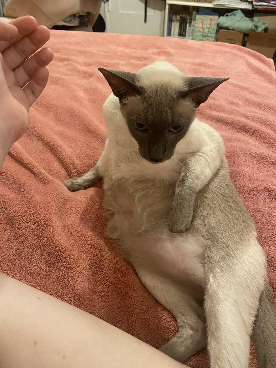 eddiesidentity's tweet image. To the weirdest, freakiest cat I've ever known; thank you for forcing your way into my life and being my best friend and soul cat; i hope you and taz had an extra special reunion 🩷