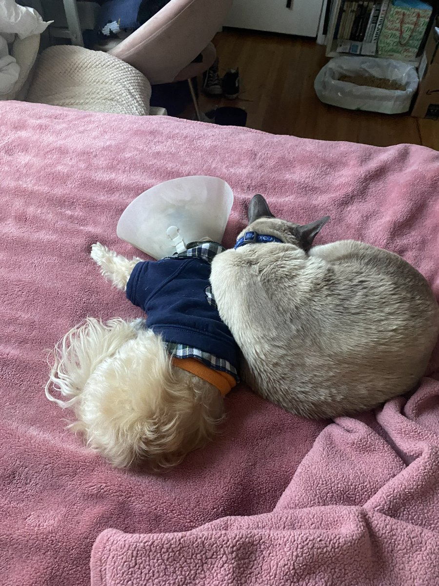 eddiesidentity's tweet image. To the weirdest, freakiest cat I've ever known; thank you for forcing your way into my life and being my best friend and soul cat; i hope you and taz had an extra special reunion 🩷