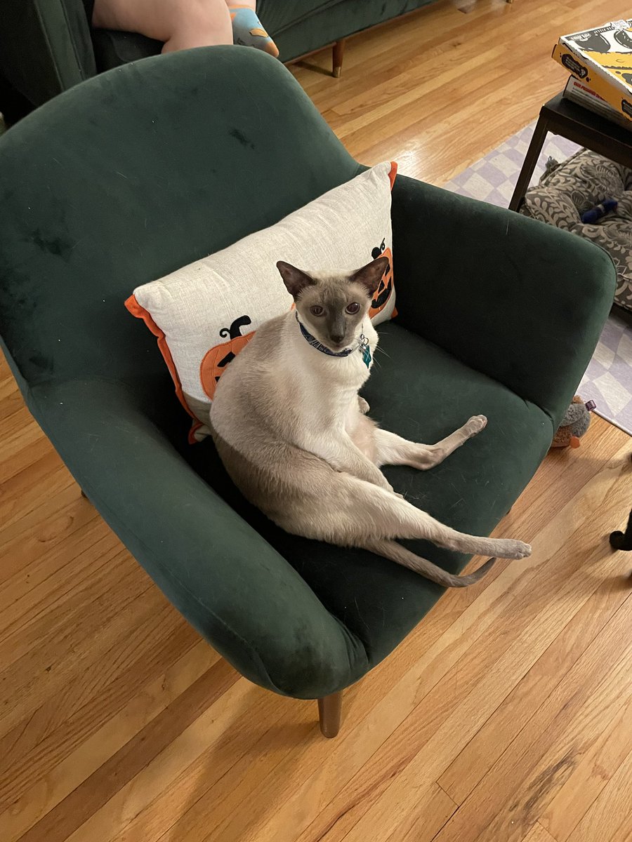 eddiesidentity's tweet image. To the weirdest, freakiest cat I've ever known; thank you for forcing your way into my life and being my best friend and soul cat; i hope you and taz had an extra special reunion 🩷
