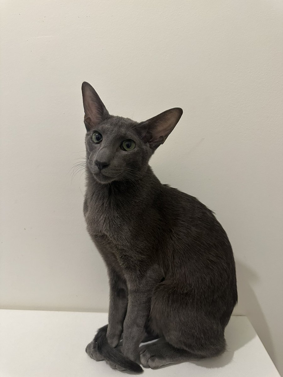 oscarlejack tweet media