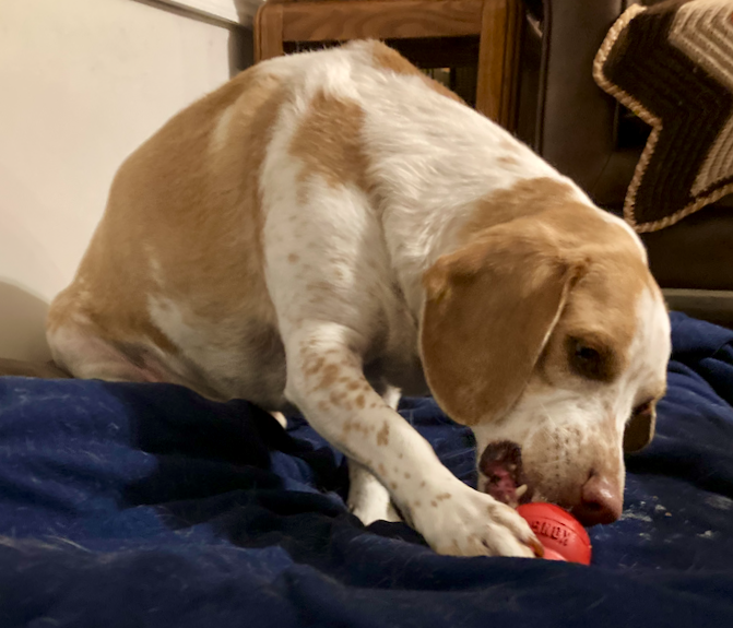 livewellian's tweet image. Its been a yucky day and we didn't have much fun so mom made us peanut butter and yogurt #kongs! 💜 Fionn #Beagle #GoodBoy