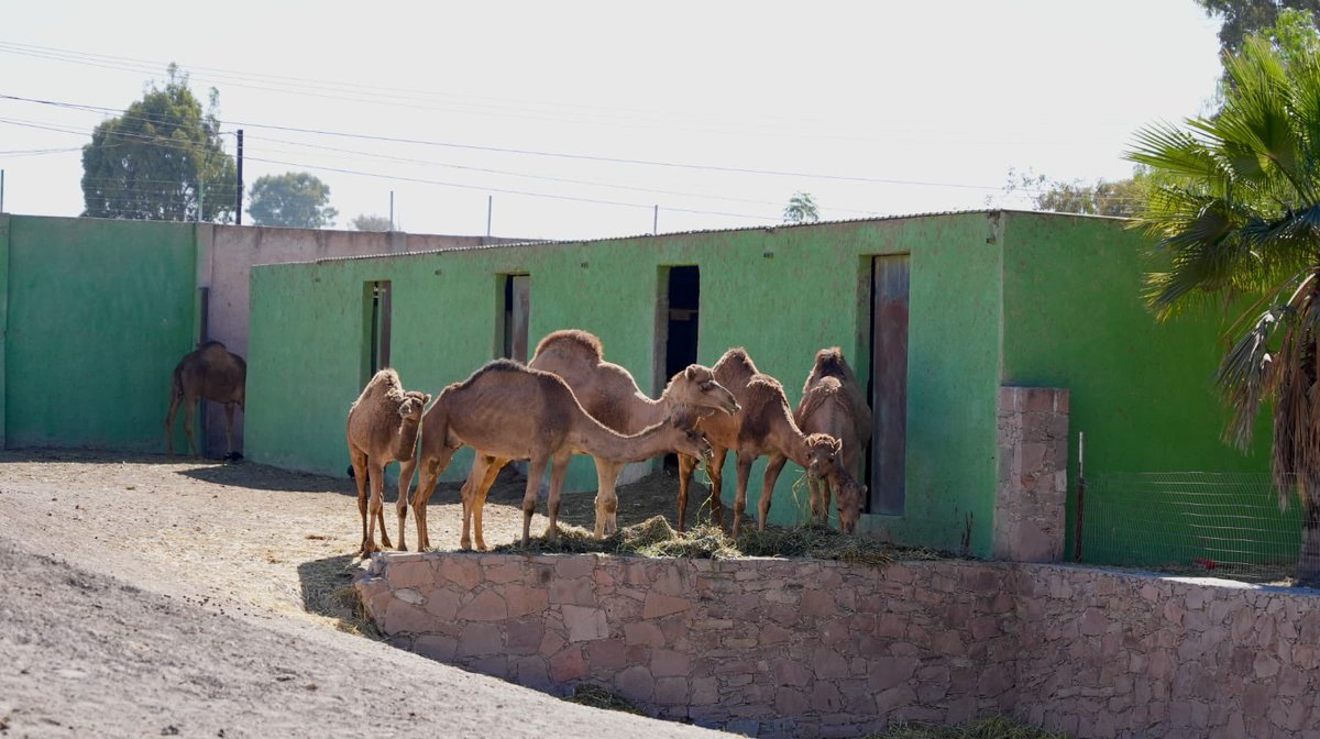 Daniel Almanza tweet media