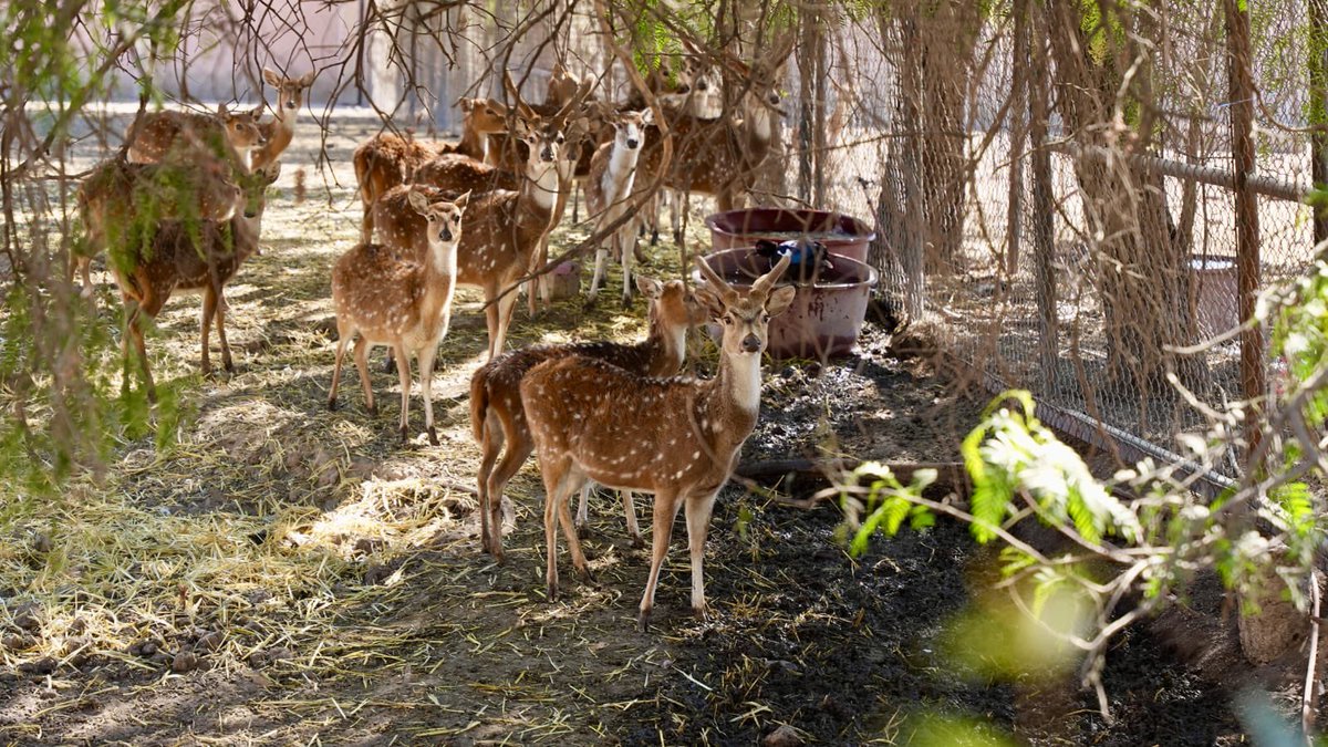 Daniel Almanza tweet media