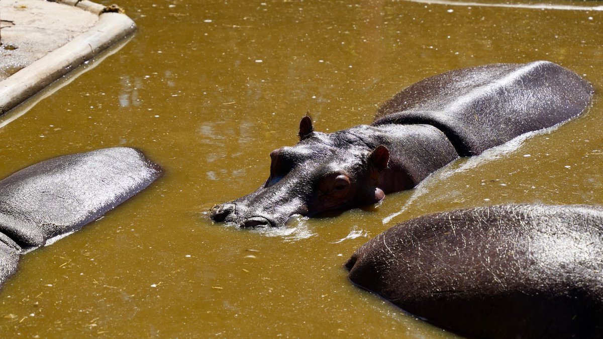 Daniel Almanza tweet media