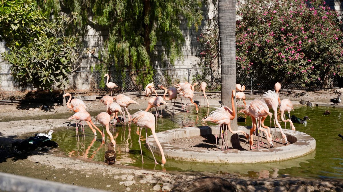 Daniel Almanza tweet media